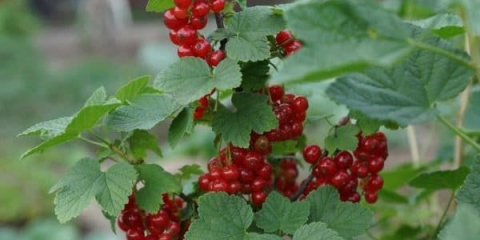 Kada se ribizla bere i kako odrediti zrelost - vrijeme je za sakupljanje crvene i crne